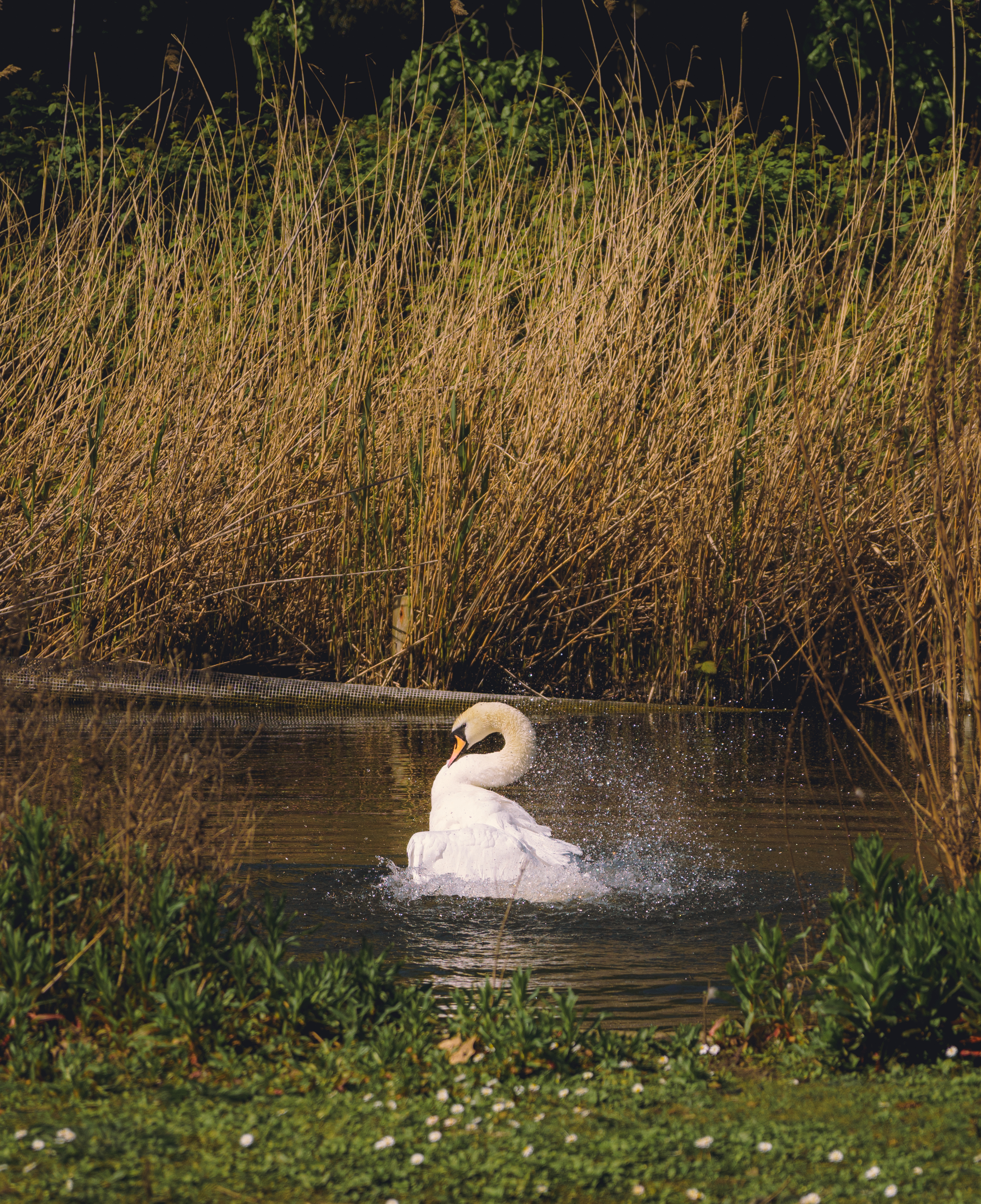 A Swan Display